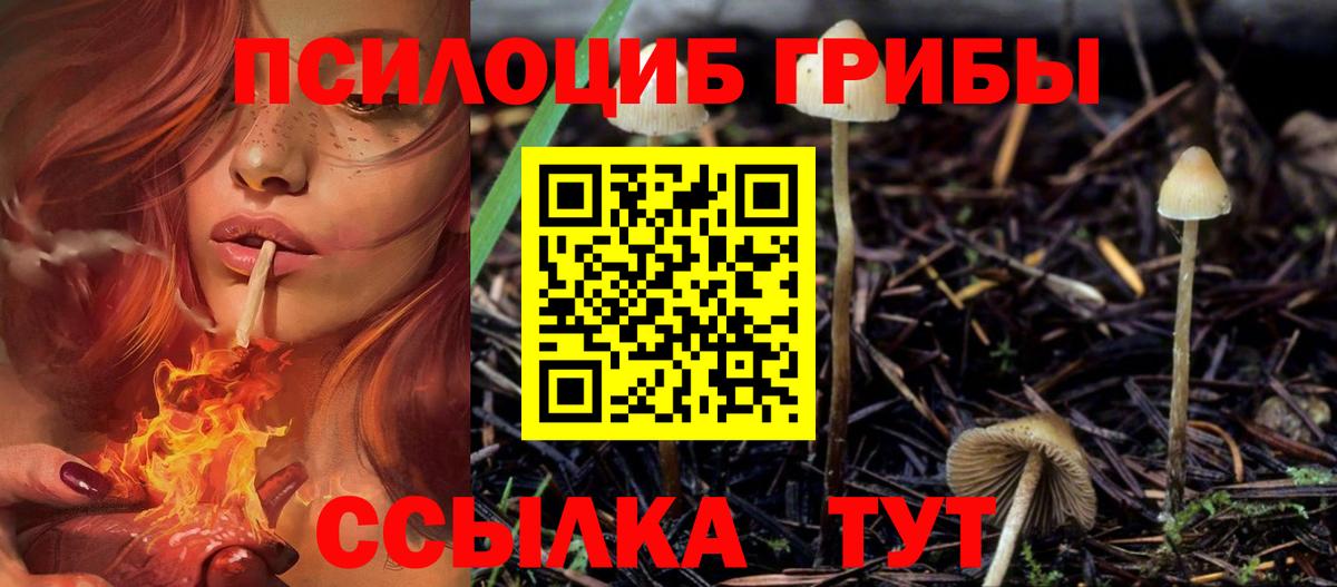 Псилоцибиновые грибы Psilocybine cubensis Долгопрудный